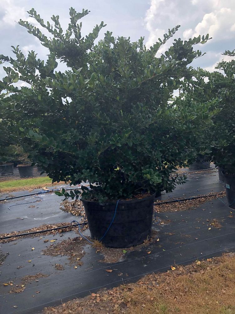 ligustrum-japonicum-japanese-privet-wax-leaf-ligustrum