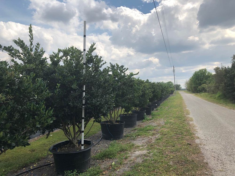 ligustrum-japonicum-japanese-privet-wax-leaf-ligustrum