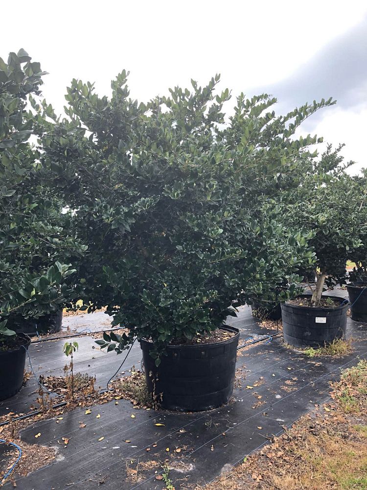 ligustrum-japonicum-japanese-privet-wax-leaf-ligustrum