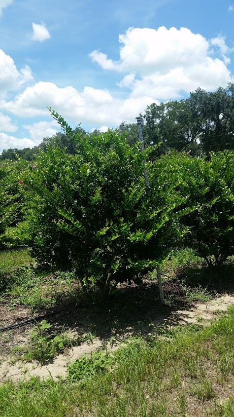 ligustrum-japonicum-japanese-privet-wax-leaf-ligustrum