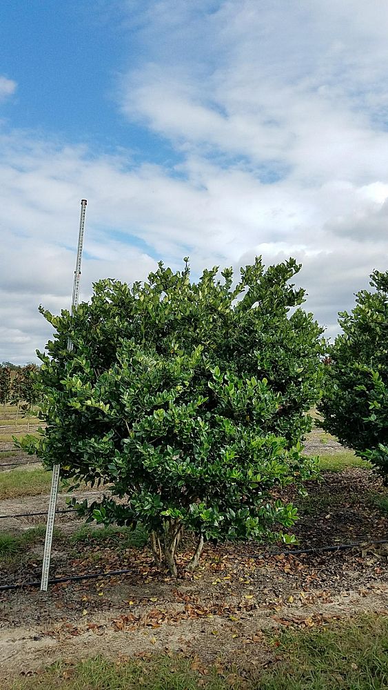 ligustrum-japonicum-japanese-privet-wax-leaf-ligustrum