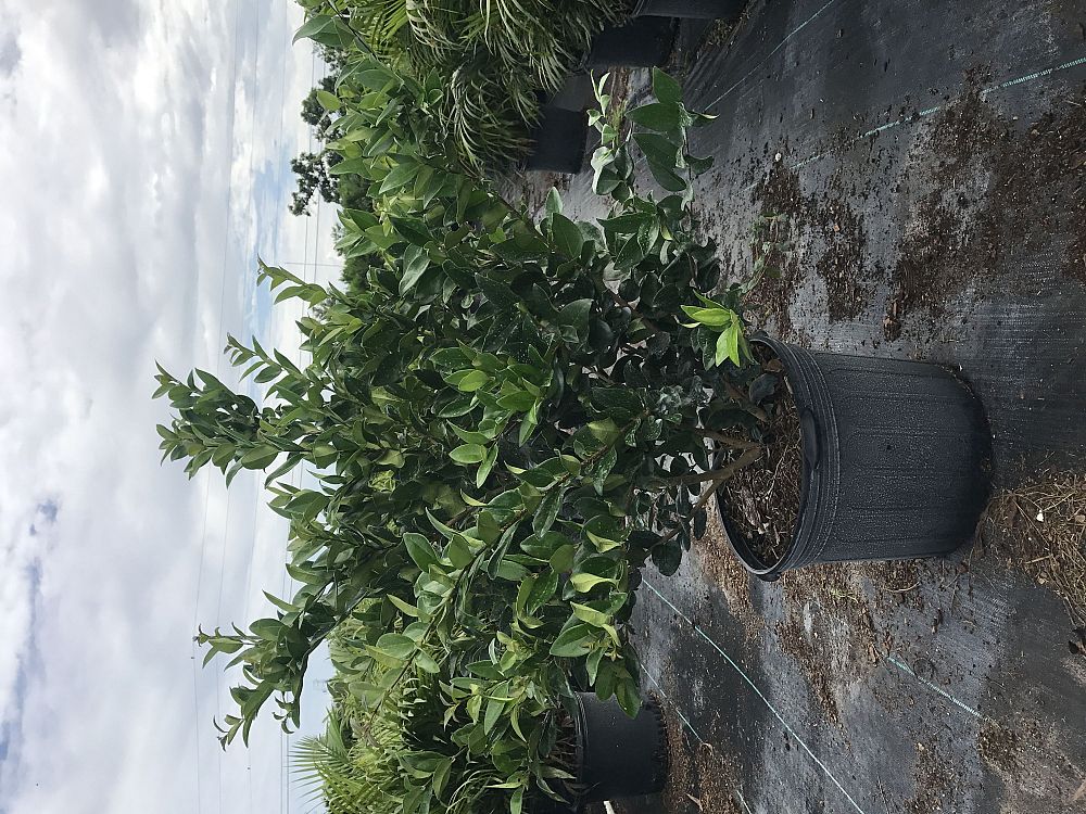 ligustrum-japonicum-japanese-privet-wax-leaf-ligustrum