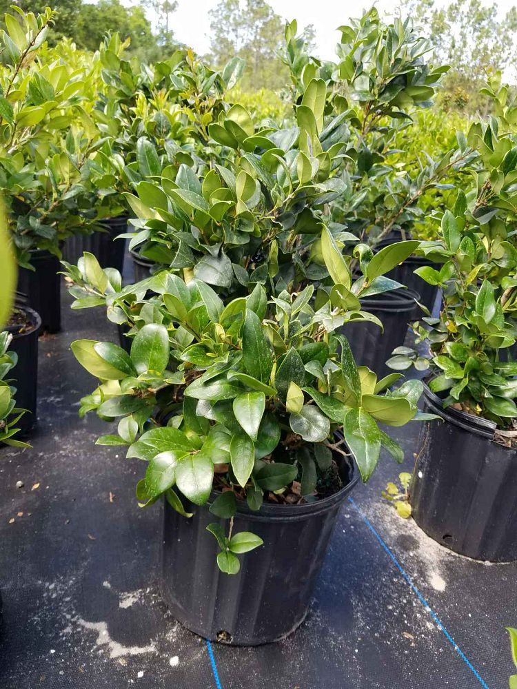 ligustrum-japonicum-japanese-privet-wax-leaf-ligustrum