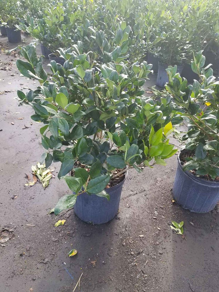 ligustrum-japonicum-japanese-privet-wax-leaf-ligustrum