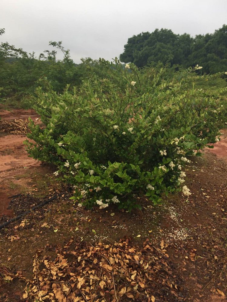 ligustrum-japonicum-japanese-privet-wax-leaf-ligustrum