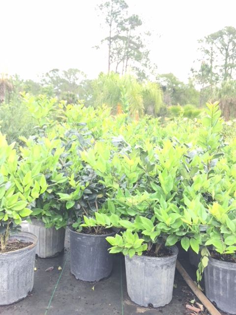 ligustrum-japonicum-japanese-privet-wax-leaf-ligustrum