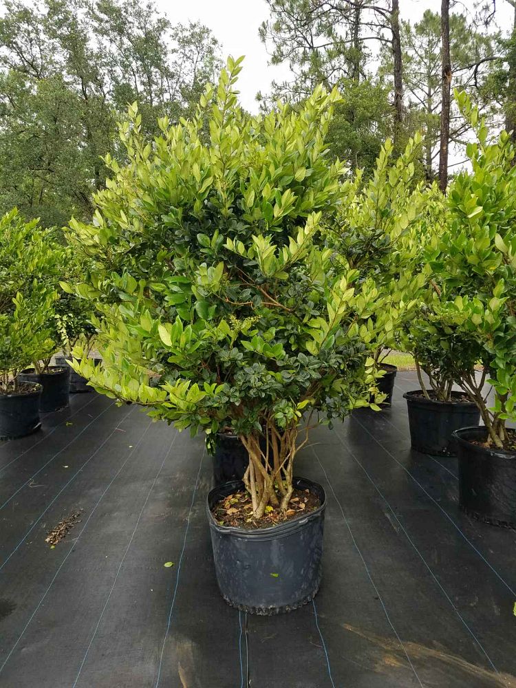 ligustrum-japonicum-japanese-privet-wax-leaf-ligustrum