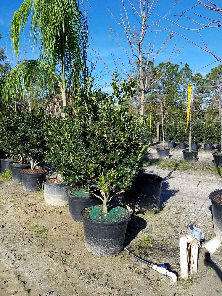 ligustrum-japonicum-japanese-privet-wax-leaf-ligustrum
