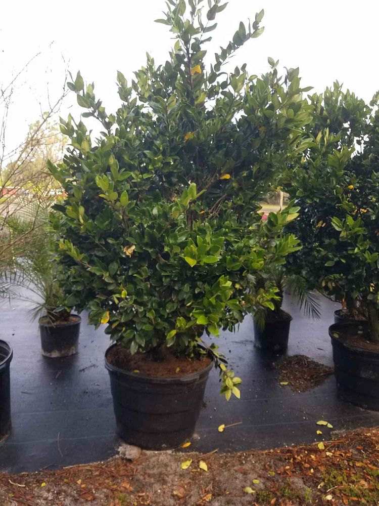 ligustrum-japonicum-japanese-privet-wax-leaf-ligustrum