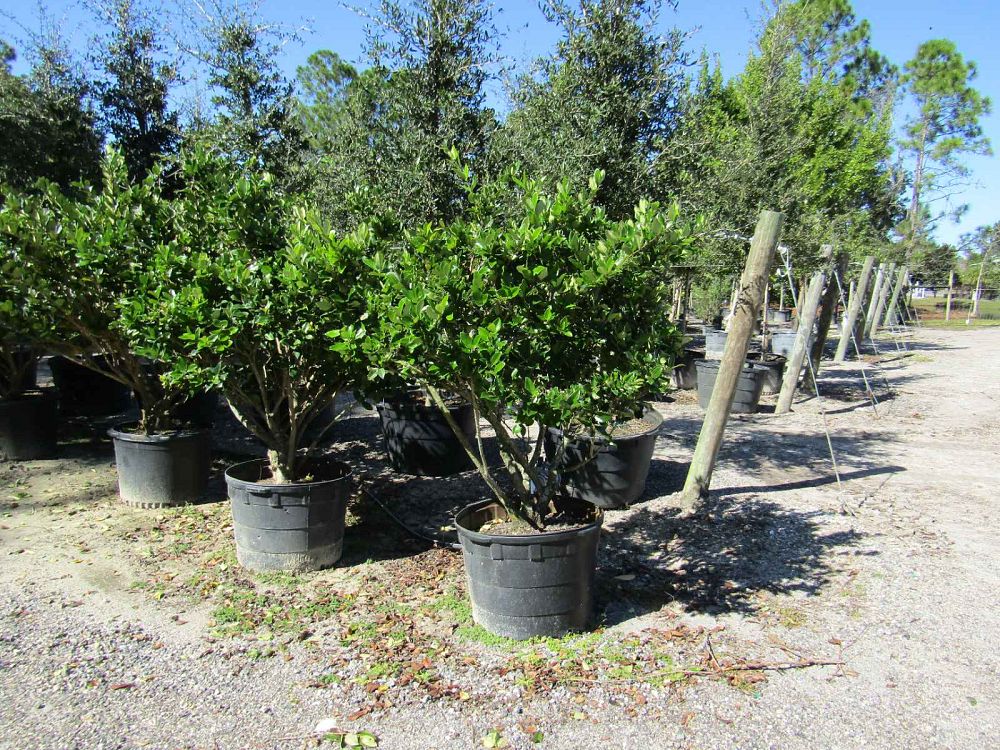 ligustrum-japonicum-japanese-privet-wax-leaf-ligustrum
