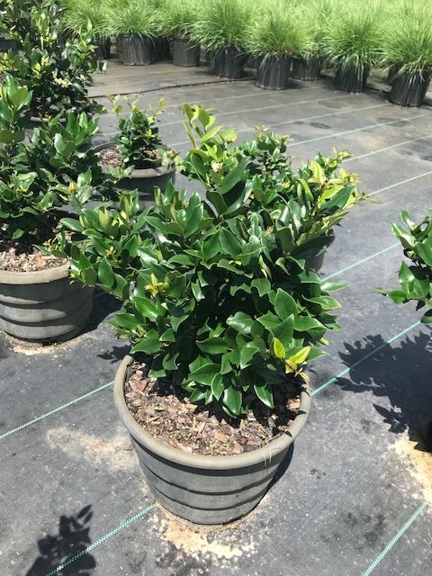 ligustrum-japonicum-japanese-privet-wax-leaf-ligustrum