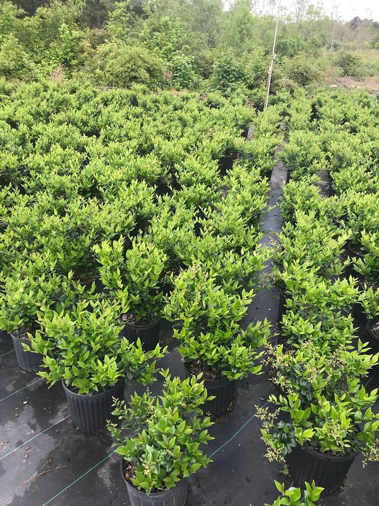 ligustrum-japonicum-japanese-privet-wax-leaf-ligustrum