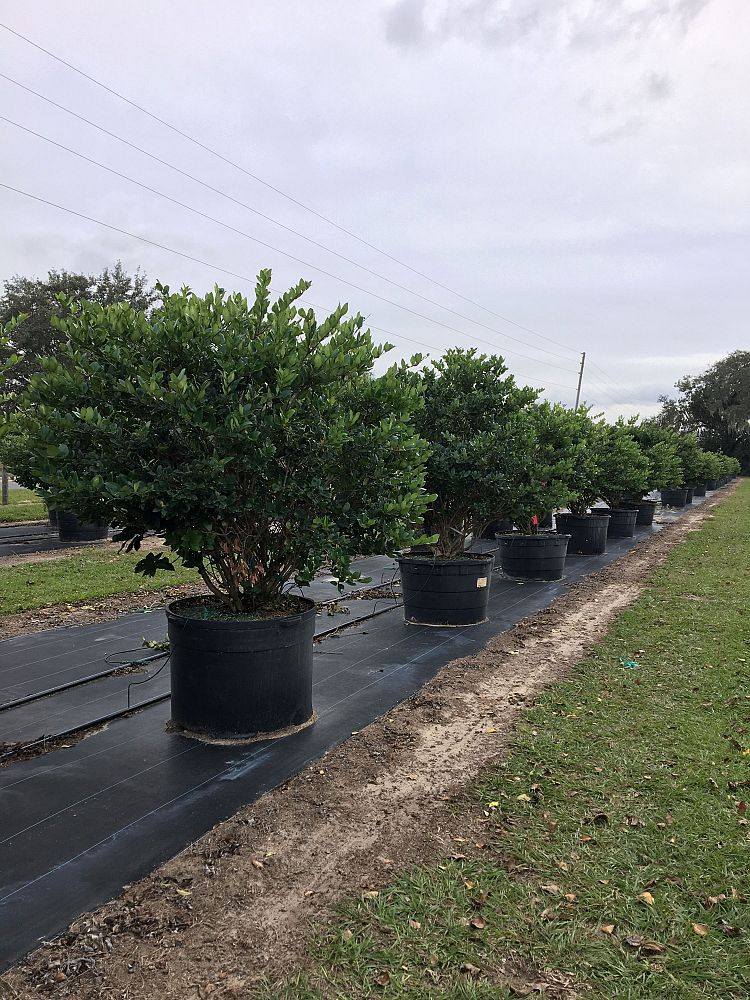 ligustrum-japonicum-japanese-privet-wax-leaf-ligustrum