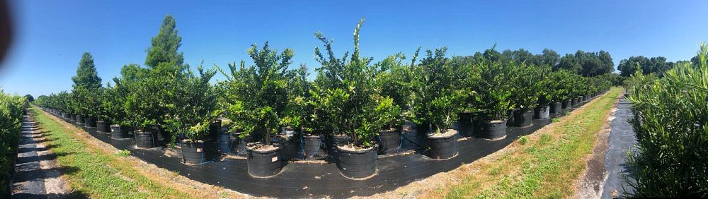 ligustrum-japonicum-japanese-privet-wax-leaf-ligustrum