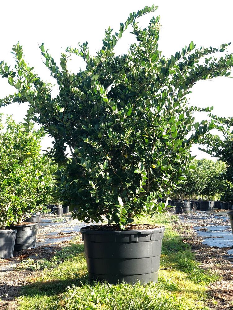 ligustrum-japonicum-japanese-privet-wax-leaf-ligustrum