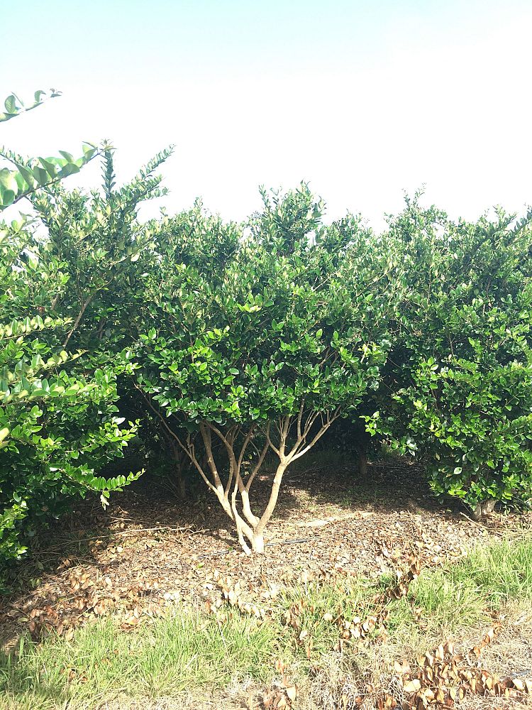 ligustrum-japonicum-japanese-privet-wax-leaf-ligustrum
