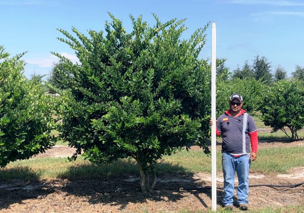 ligustrum-japonicum-japanese-privet-wax-leaf-ligustrum
