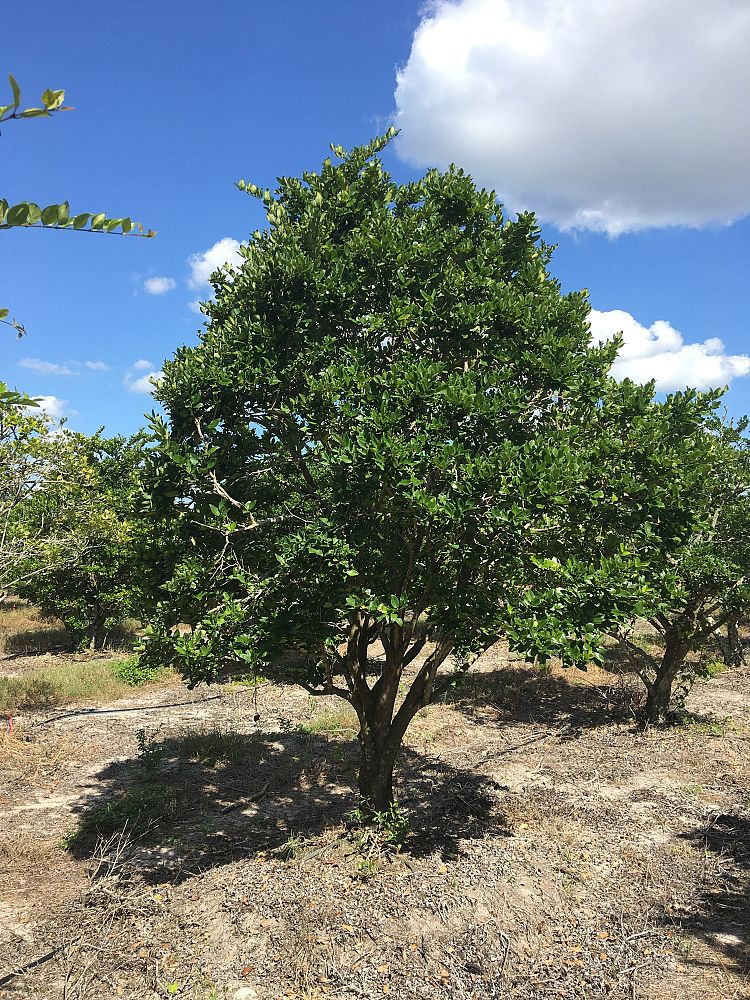 ligustrum-japonicum-japanese-privet-wax-leaf-ligustrum