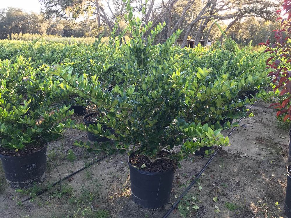 ligustrum-japonicum-japanese-privet-wax-leaf-ligustrum