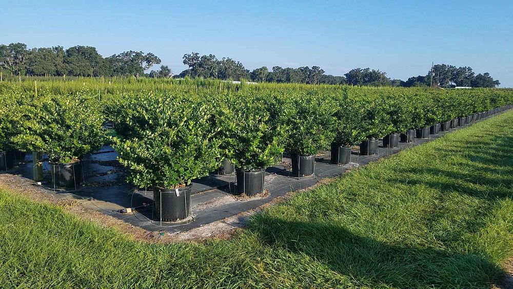 ligustrum-japonicum-japanese-privet-wax-leaf-ligustrum