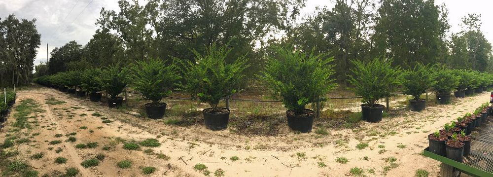 ligustrum-japonicum-japanese-privet-wax-leaf-ligustrum