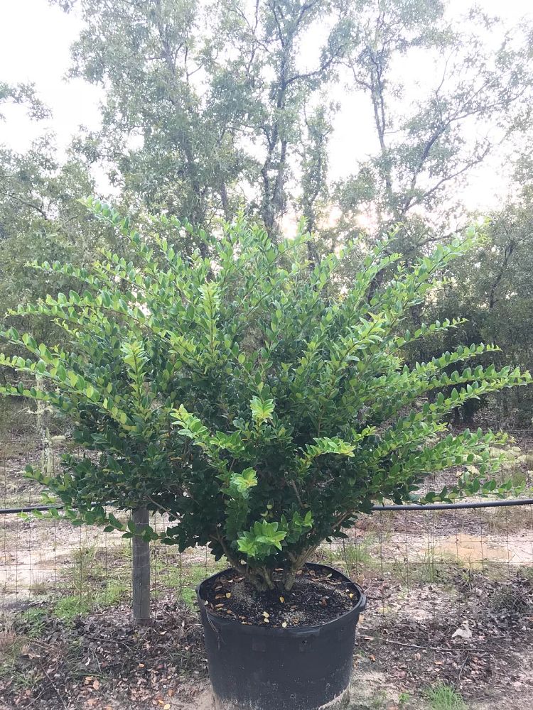 ligustrum-japonicum-japanese-privet-wax-leaf-ligustrum
