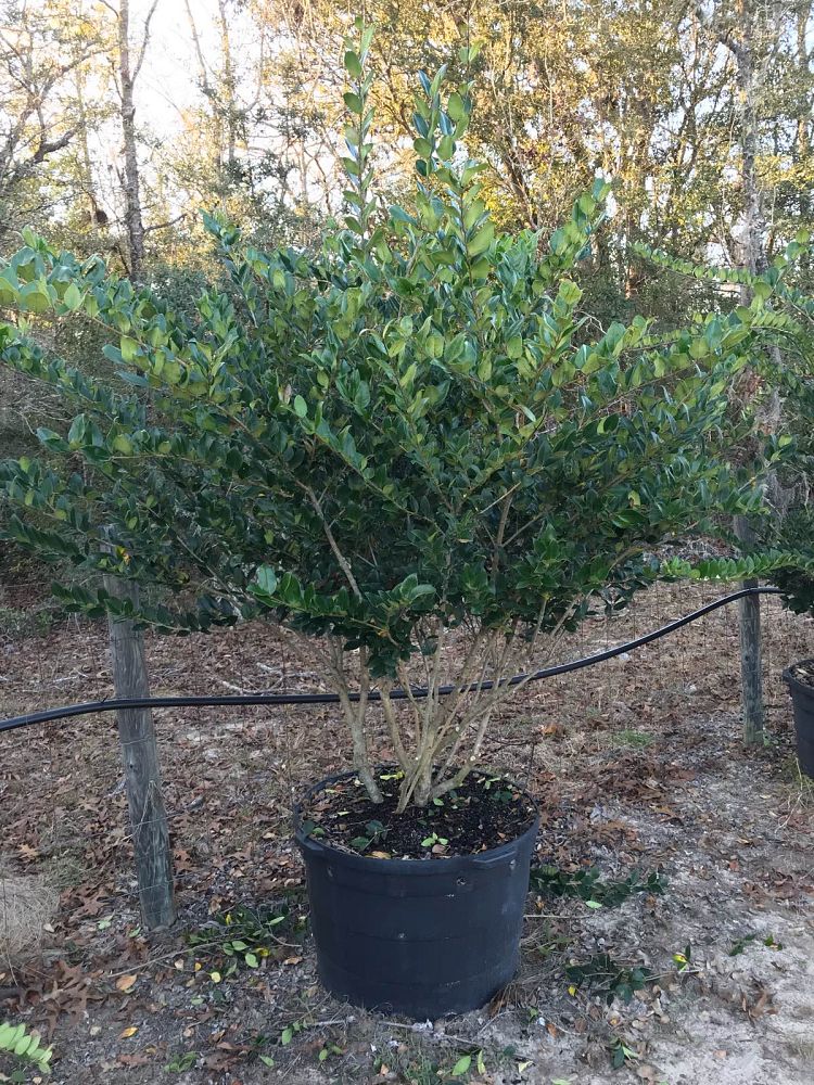 ligustrum-japonicum-japanese-privet-wax-leaf-ligustrum