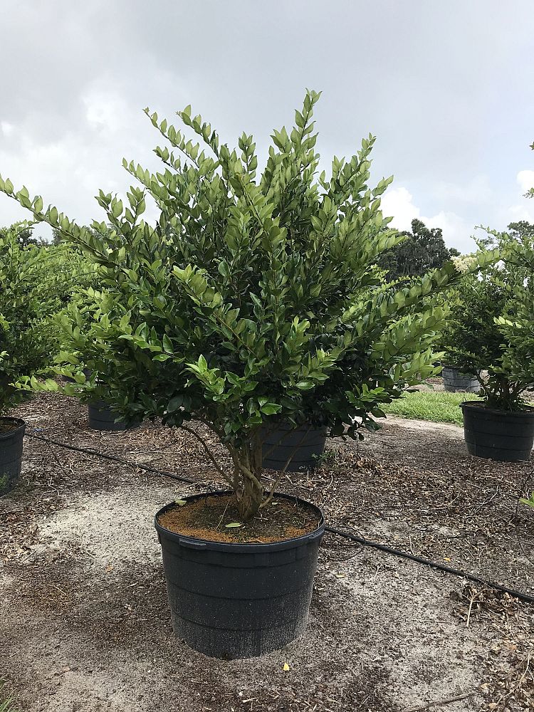 ligustrum-japonicum-japanese-privet-wax-leaf-ligustrum