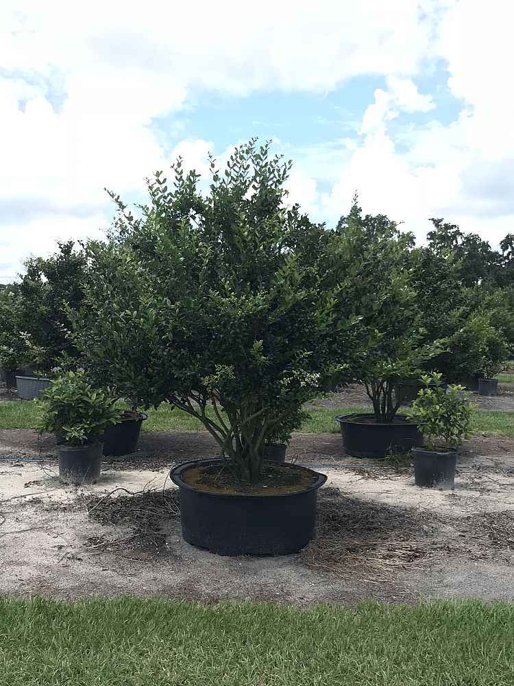 ligustrum-japonicum-japanese-privet-wax-leaf-ligustrum