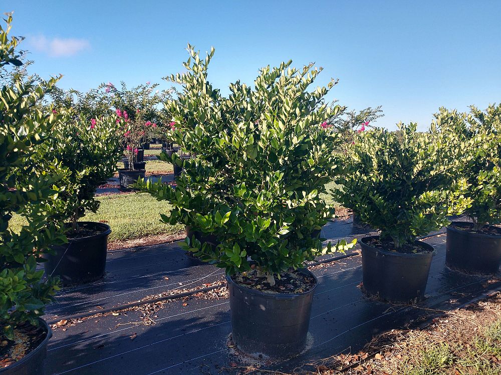 ligustrum-japonicum-japanese-privet-wax-leaf-ligustrum