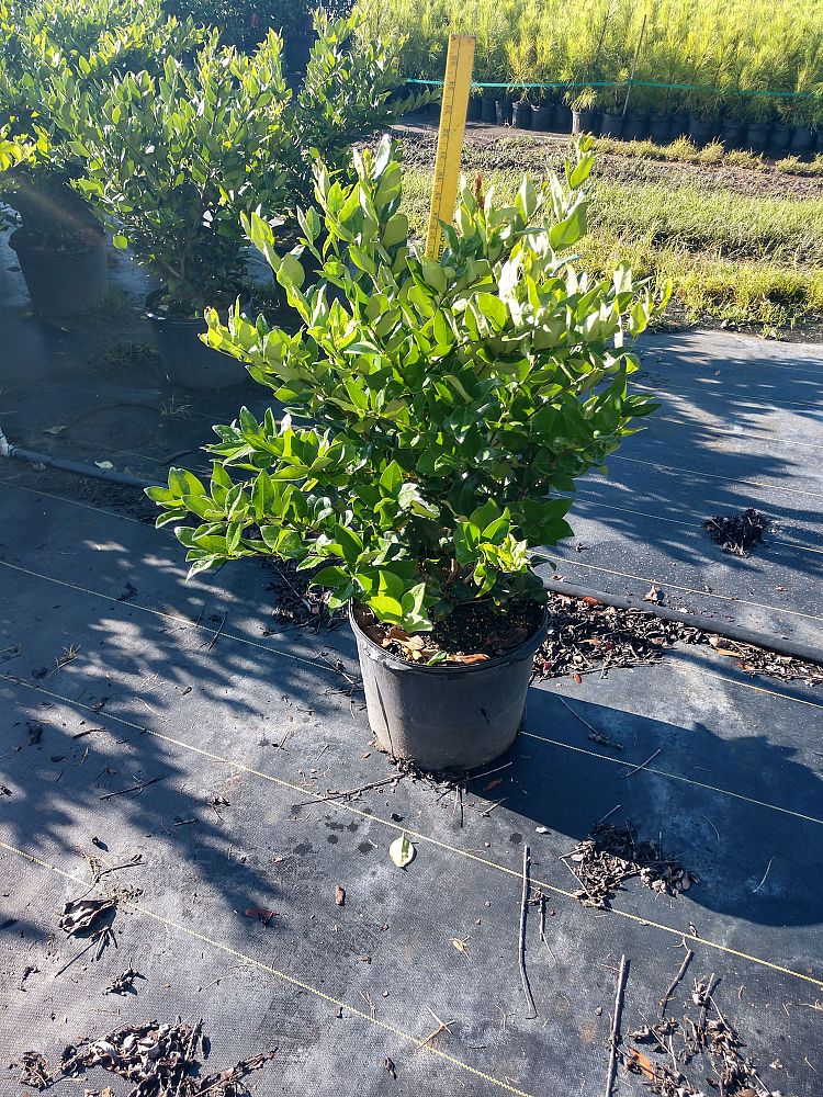 ligustrum-japonicum-japanese-privet-wax-leaf-ligustrum