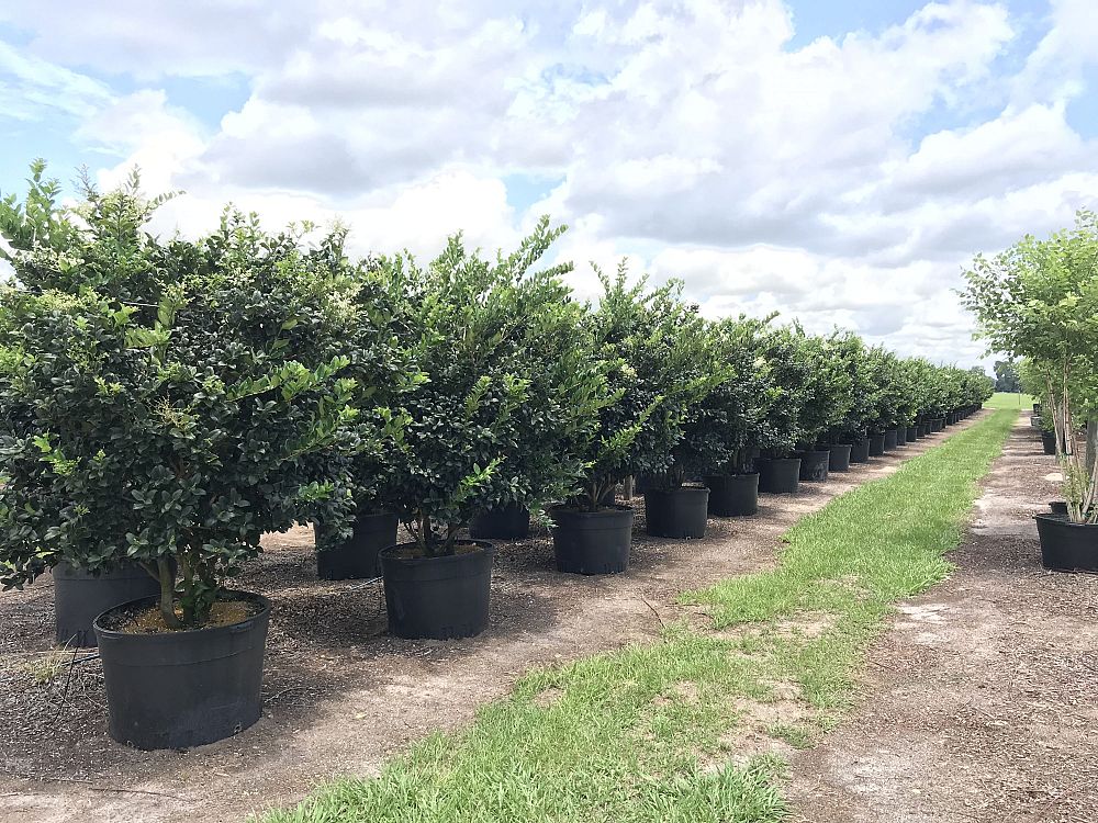 ligustrum-japonicum-japanese-privet-wax-leaf-ligustrum