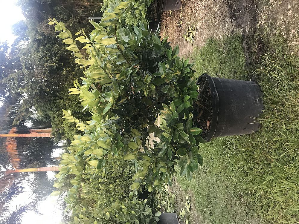 ligustrum-japonicum-japanese-privet-wax-leaf-ligustrum