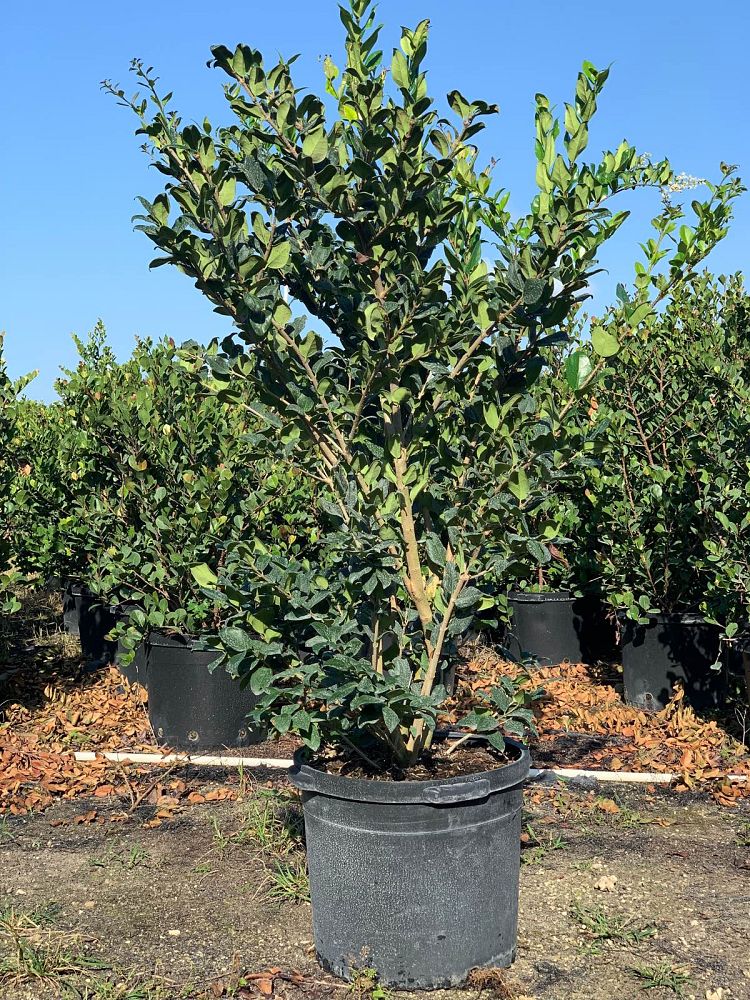 ligustrum-japonicum-japanese-privet-wax-leaf-ligustrum