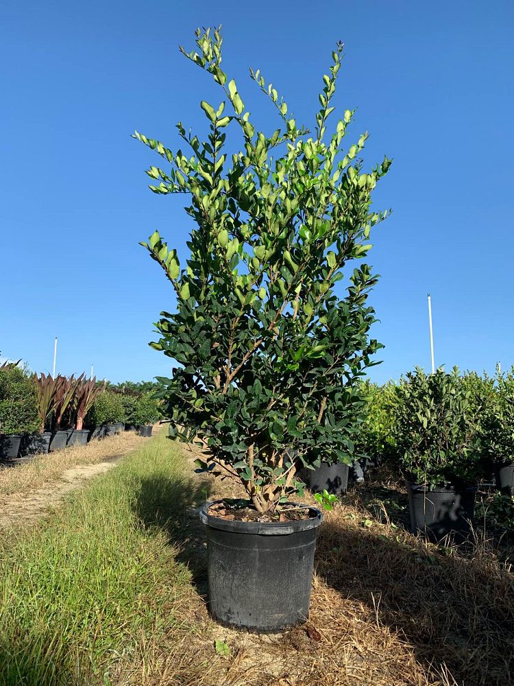 ligustrum-japonicum-japanese-privet-wax-leaf-ligustrum