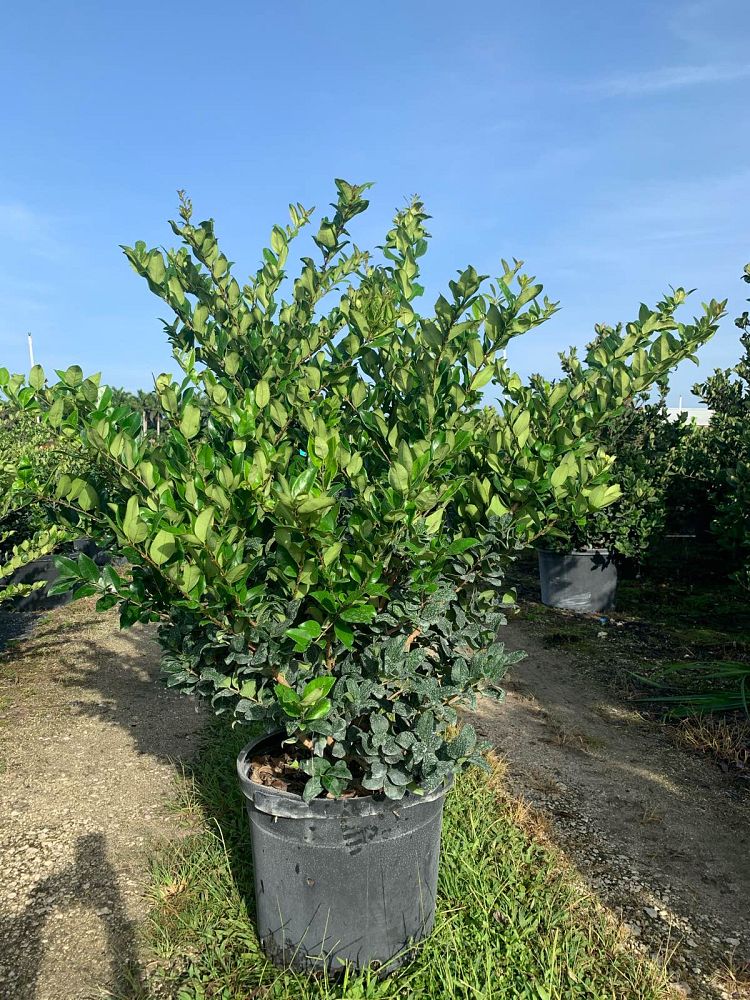 ligustrum-japonicum-japanese-privet-wax-leaf-ligustrum