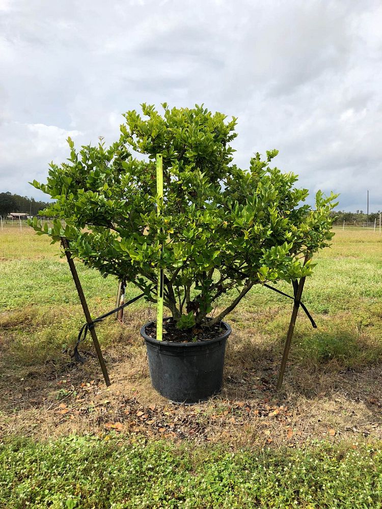 ligustrum-japonicum-japanese-privet-wax-leaf-ligustrum