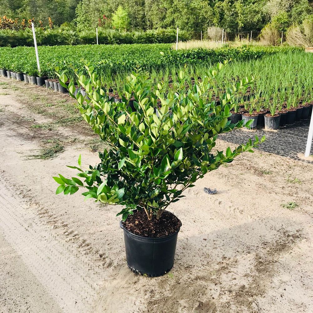 ligustrum-japonicum-japanese-privet-wax-leaf-ligustrum