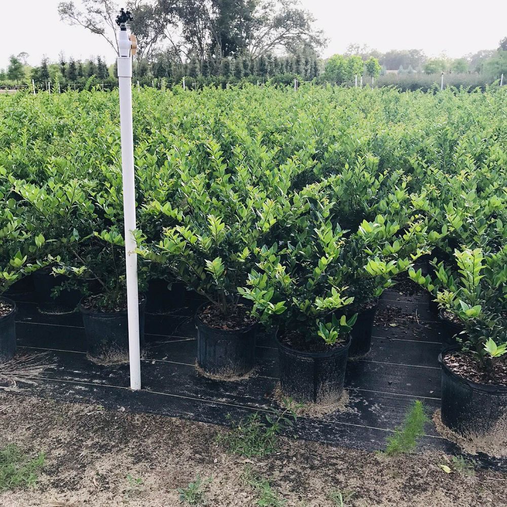 ligustrum-japonicum-japanese-privet-wax-leaf-ligustrum