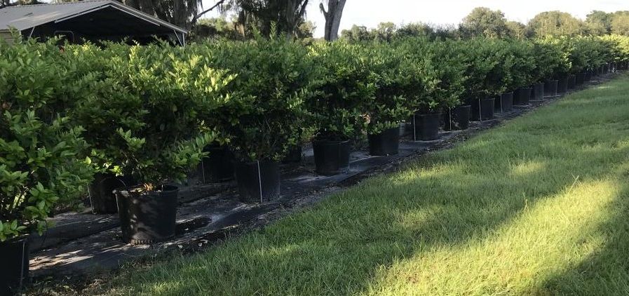 ligustrum-japonicum-japanese-privet-wax-leaf-ligustrum