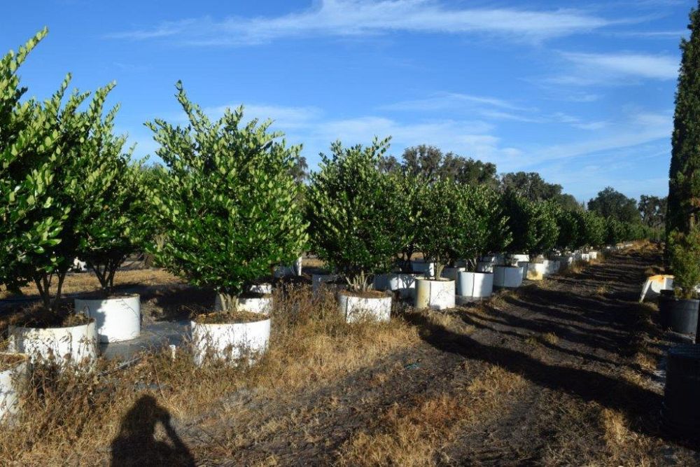 ligustrum-japonicum-japanese-privet-wax-leaf-ligustrum