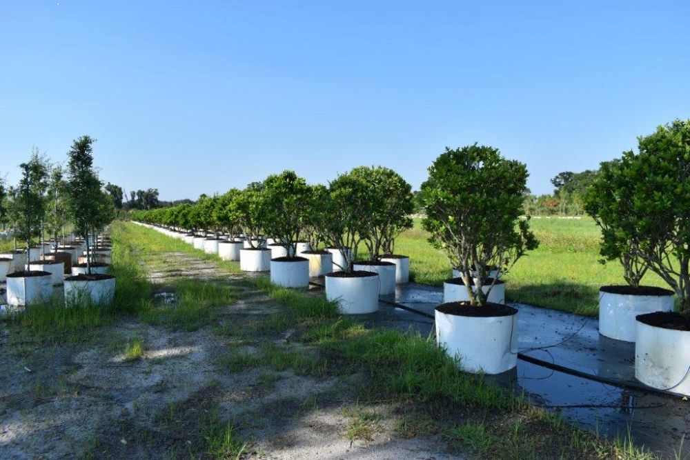 ligustrum-japonicum-japanese-privet-wax-leaf-ligustrum