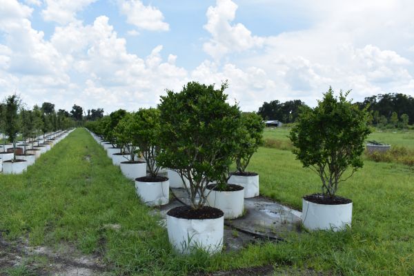 ligustrum-japonicum-japanese-privet-wax-leaf-ligustrum