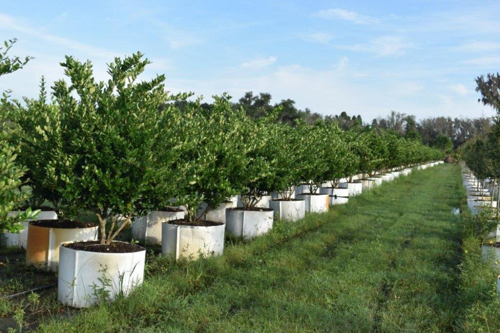 ligustrum-japonicum-japanese-privet-wax-leaf-ligustrum