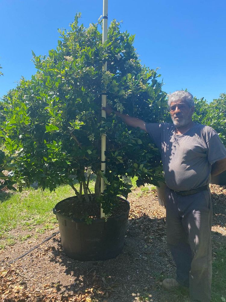 ligustrum-japonicum-japanese-privet-wax-leaf-ligustrum