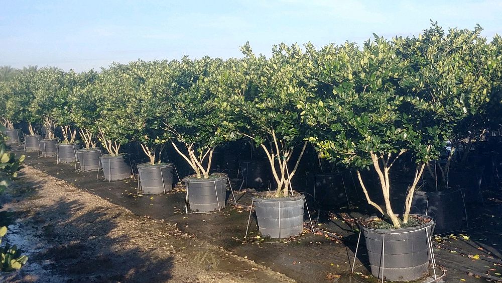 ligustrum-japonicum-japanese-privet-wax-leaf-ligustrum
