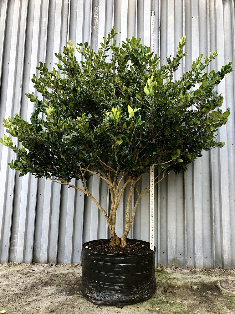 ligustrum-japonicum-japanese-privet-wax-leaf-ligustrum