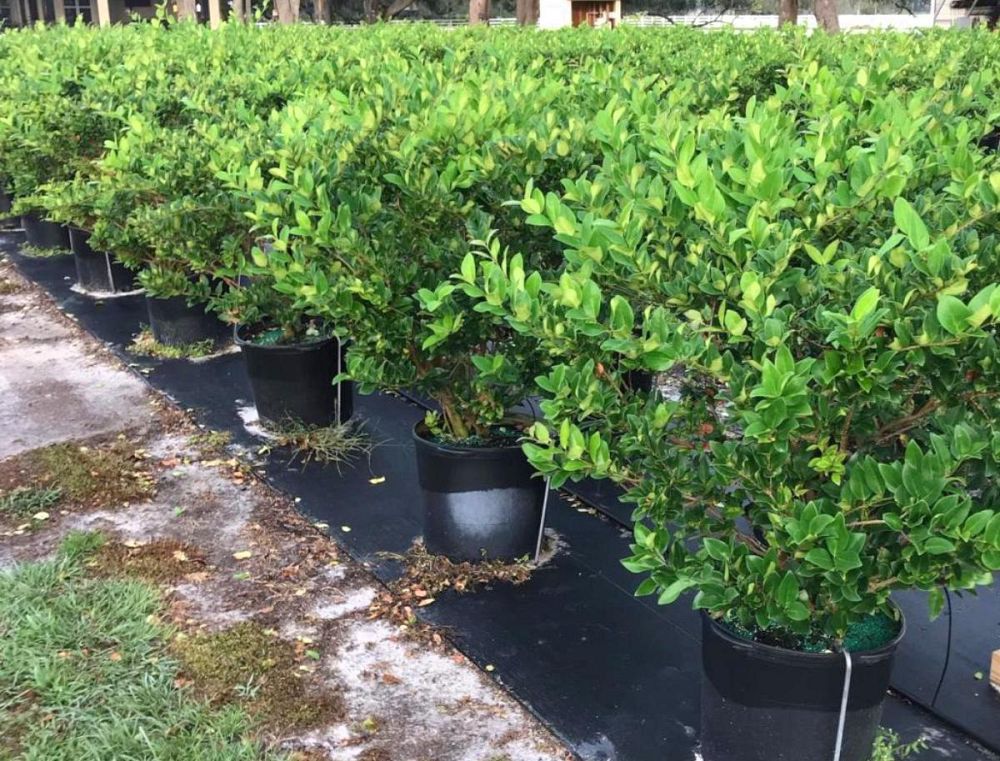 ligustrum-japonicum-japanese-privet-wax-leaf-ligustrum