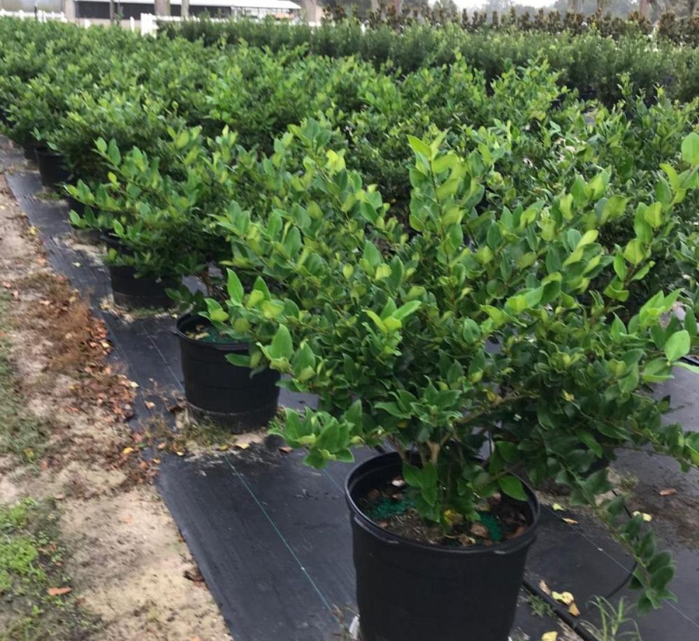 ligustrum-japonicum-japanese-privet-wax-leaf-ligustrum