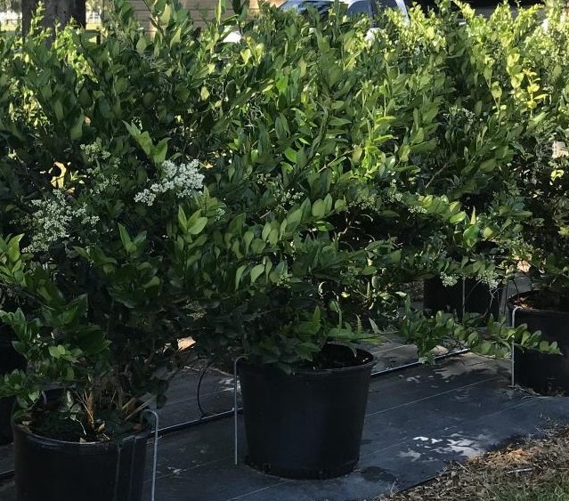 ligustrum-japonicum-japanese-privet-wax-leaf-ligustrum